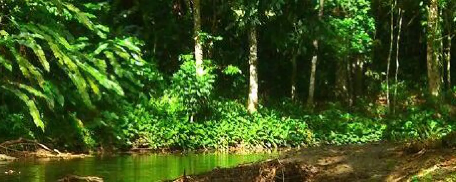 Trinidad and Tobago — illustration for the article Trinidad and Tobago: The Caribbean Country Living on Energy, Not Tourism — and Outside the Hurricane Belt